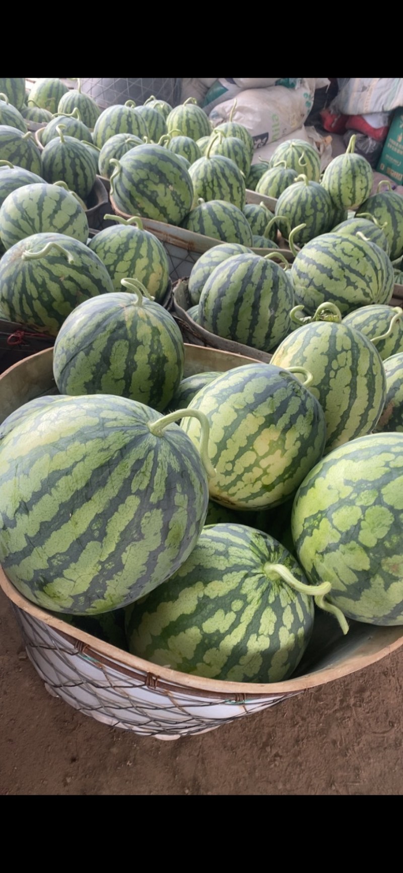 美都西瓜单果8-15斤