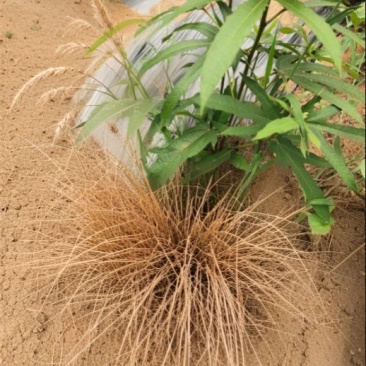 除草剂50g*500包