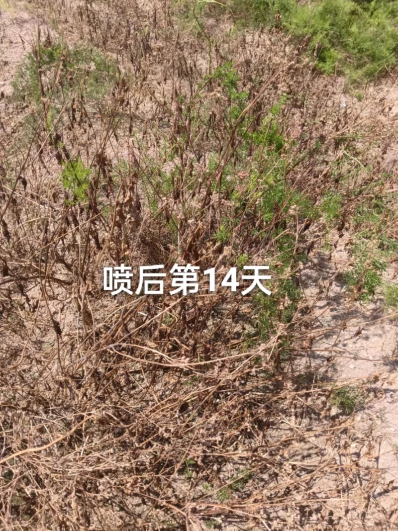除草剂50g*500包