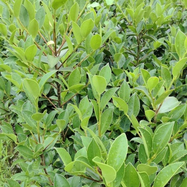 油茶苗