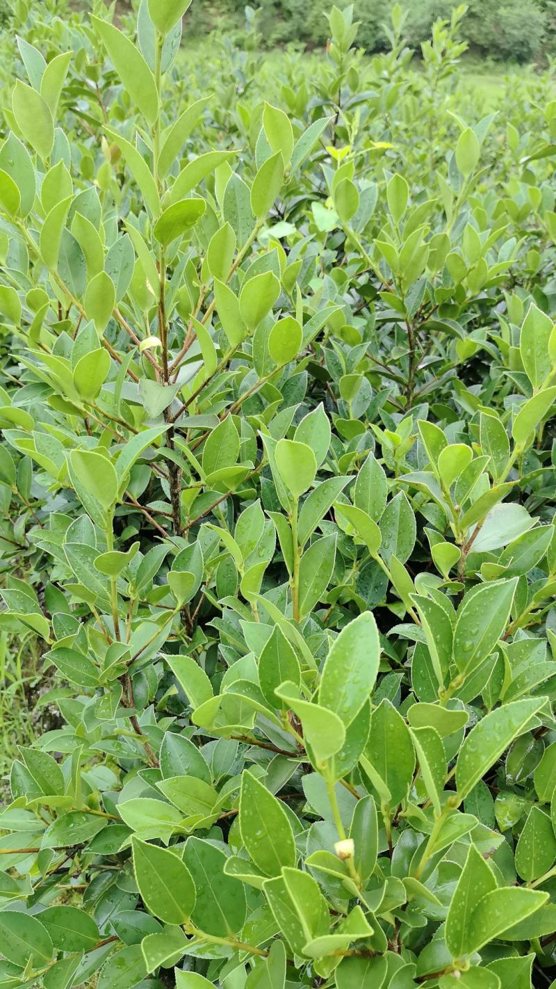 油茶苗