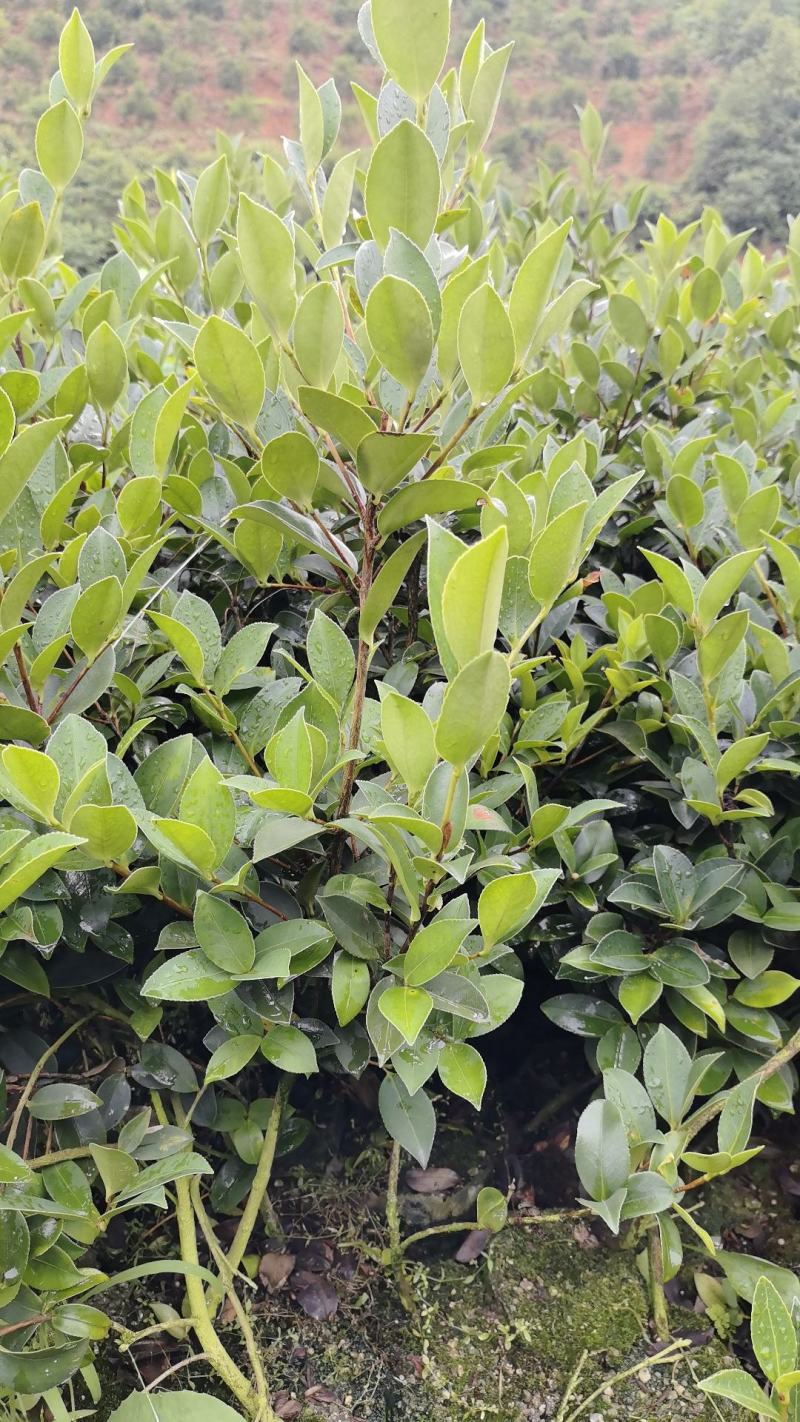 油茶苗