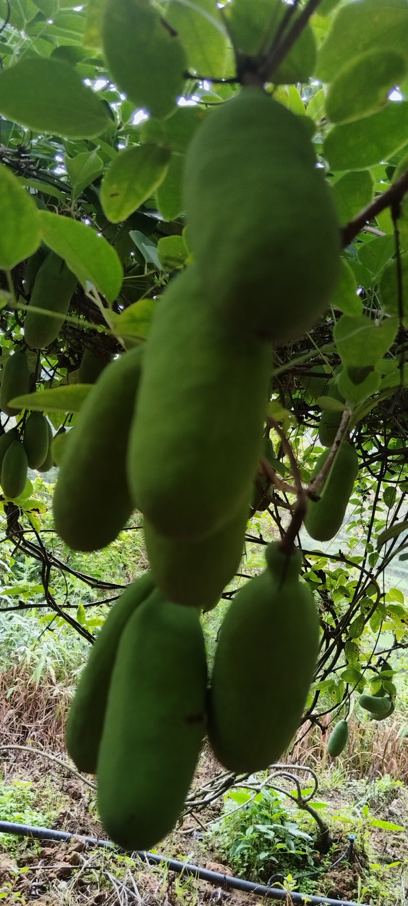 八月瓜100克以上统货