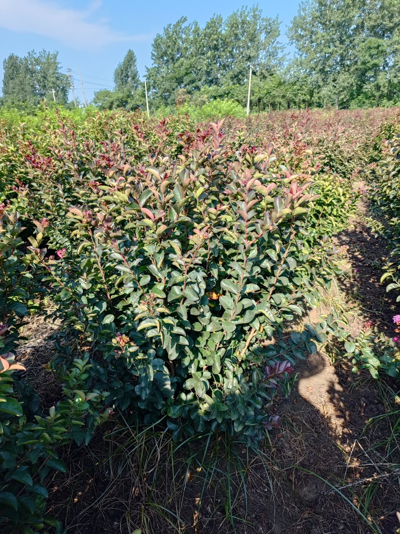 红叶紫薇一米高一米冠幅，地径1公分左右