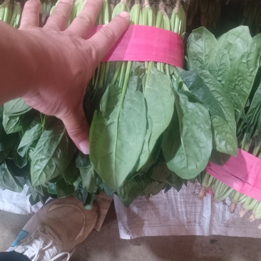 大叶菠菜大叶，高度30公分左右