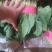 大叶菠菜大叶，高度30公分左右