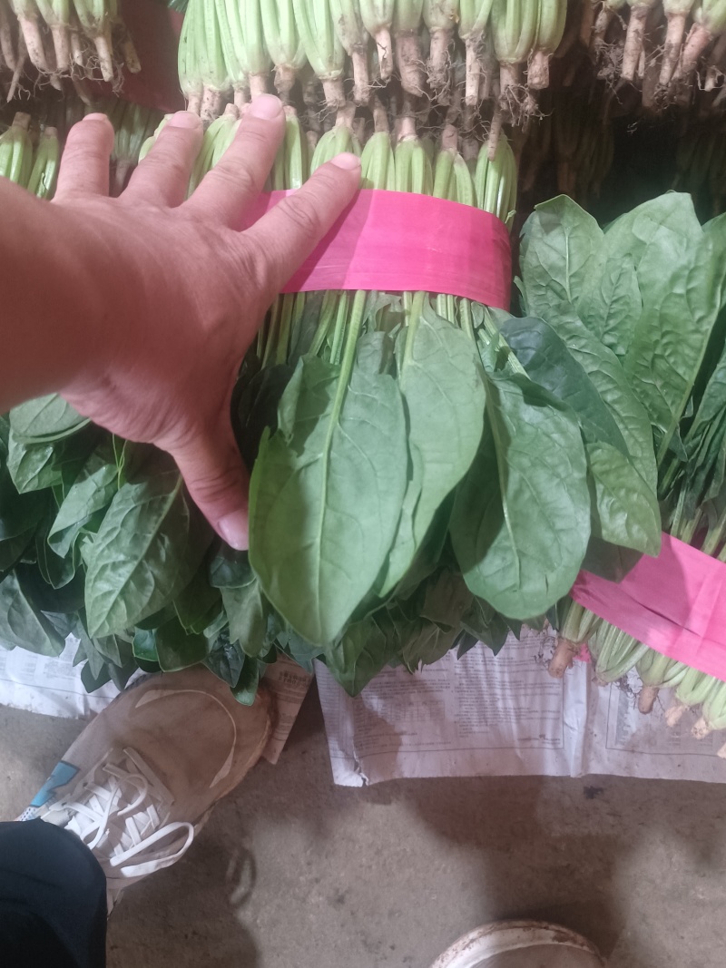 大叶菠菜大叶，高度30公分左右