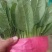 大叶菠菜大叶，高度30公分左右