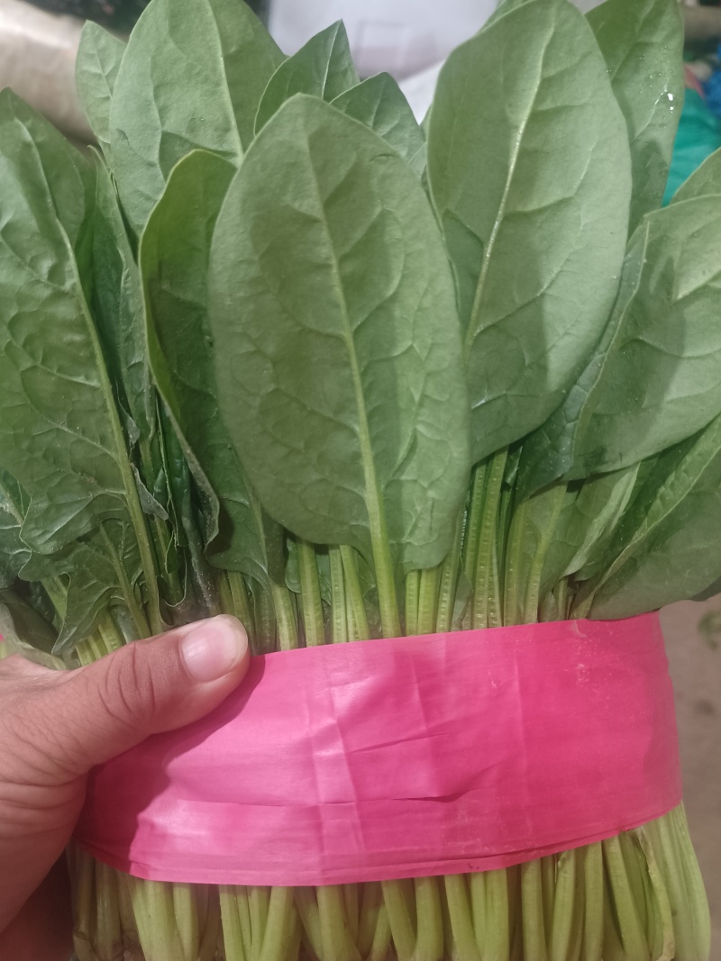 大叶菠菜大叶，高度30公分左右