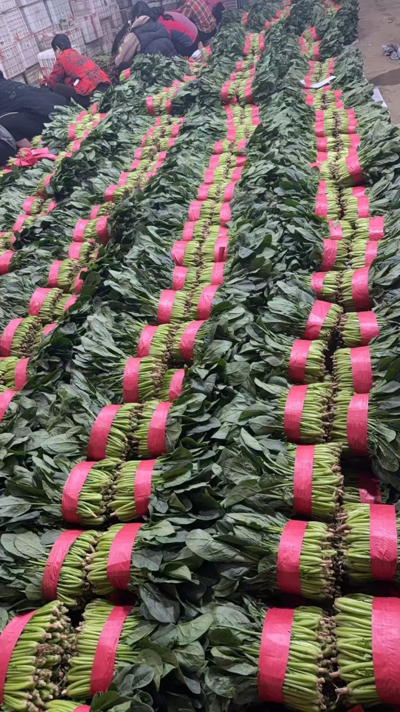 大叶菠菜大叶，高度30公分左右