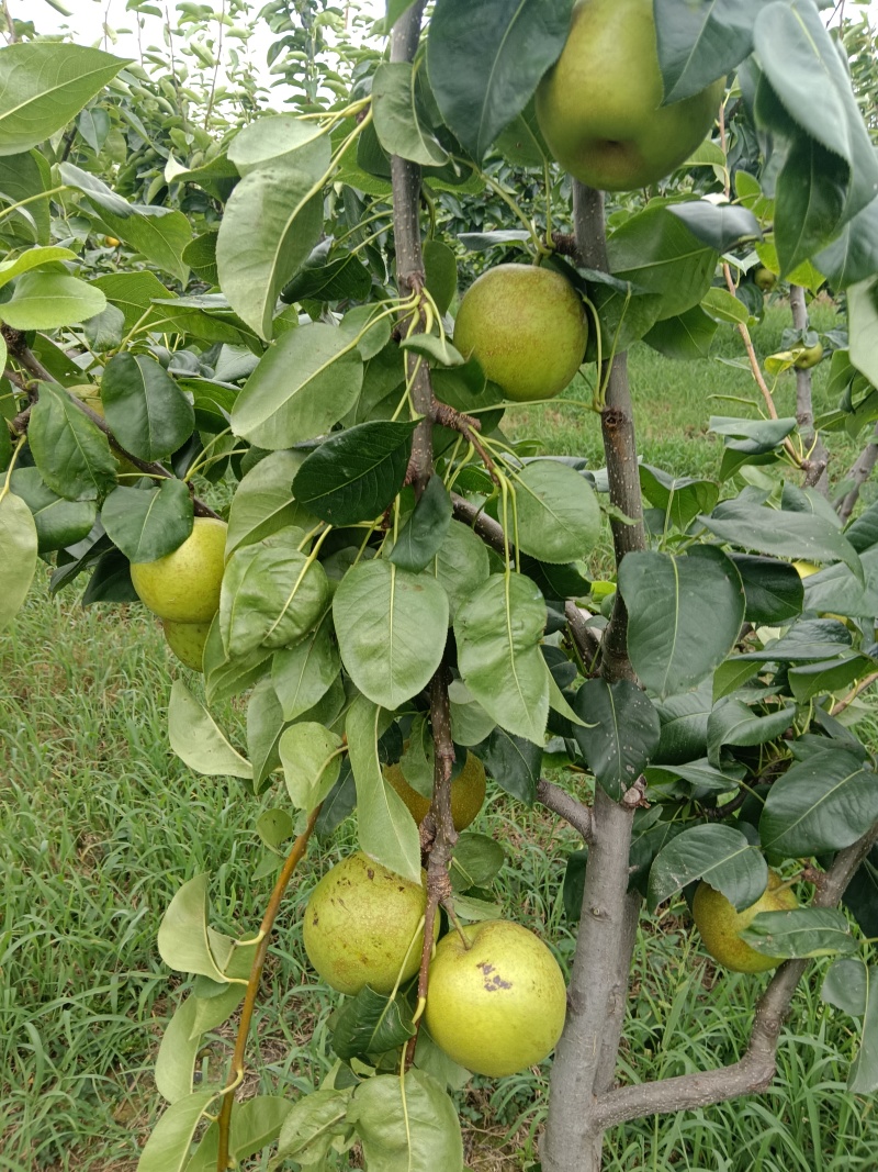 翠冠梨