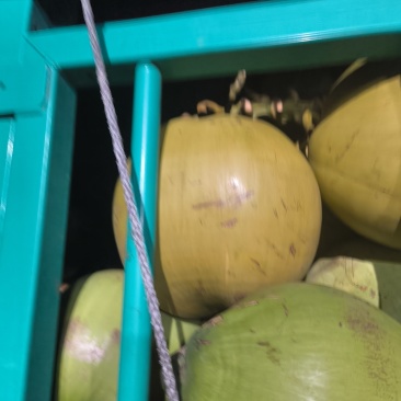 椰子个