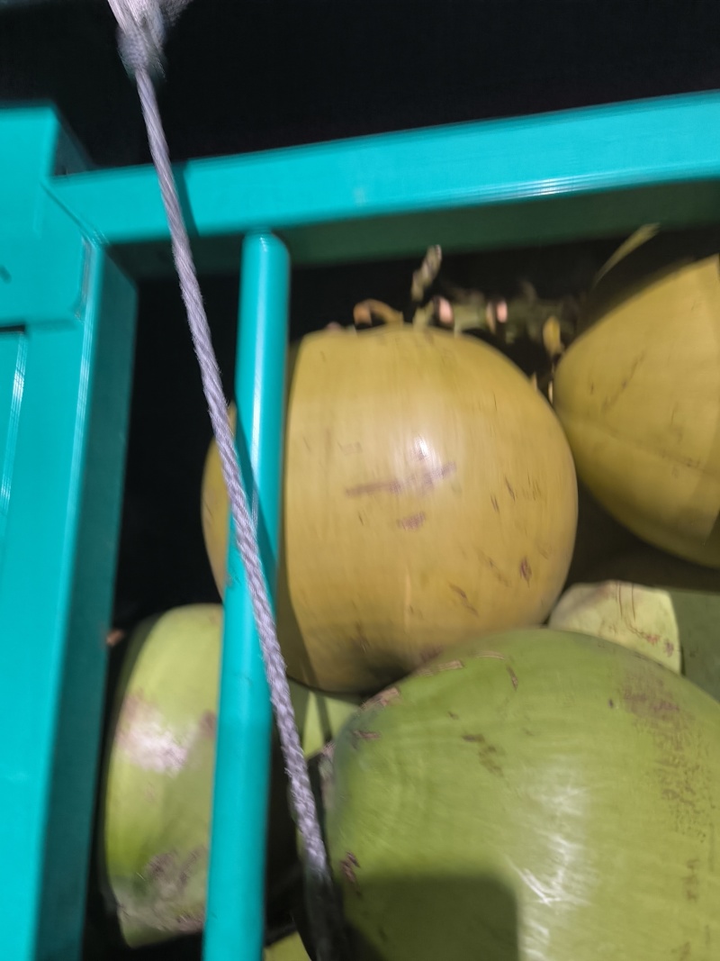 椰子个