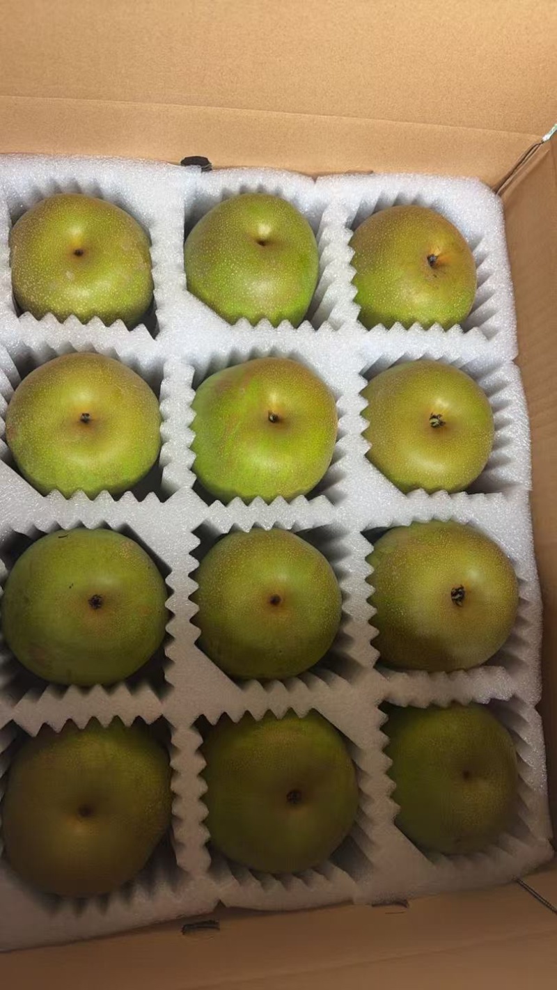上海庄行蜜梨