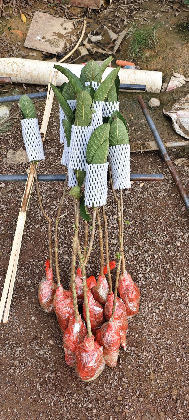 番石榴苗50-60cm，2年苗