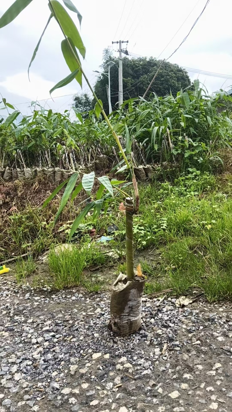 竹子苗