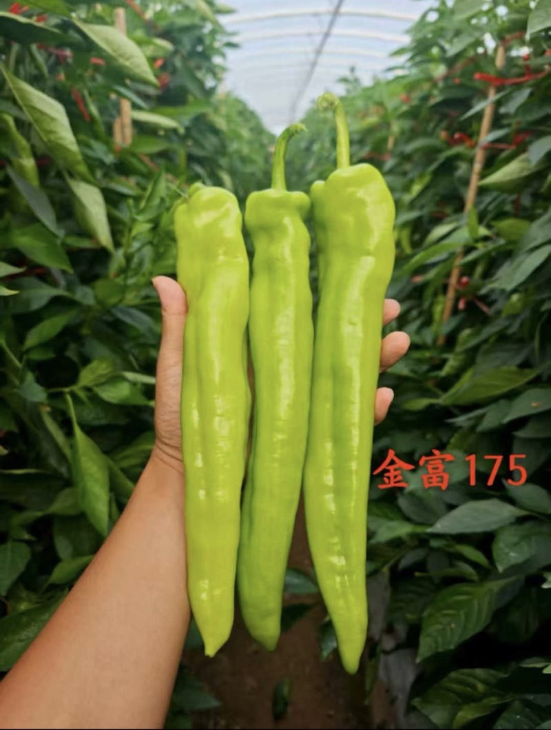 鲜辣椒