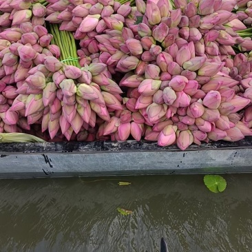 荷花荷花