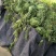 西瓜露天麦茬瓜，非大棚瓜，单果5-1678斤