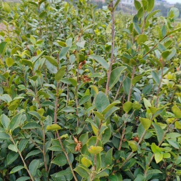 茶树苗一年实生裸根/2年生实生裸根/一年嫁接裸根/2年嫁