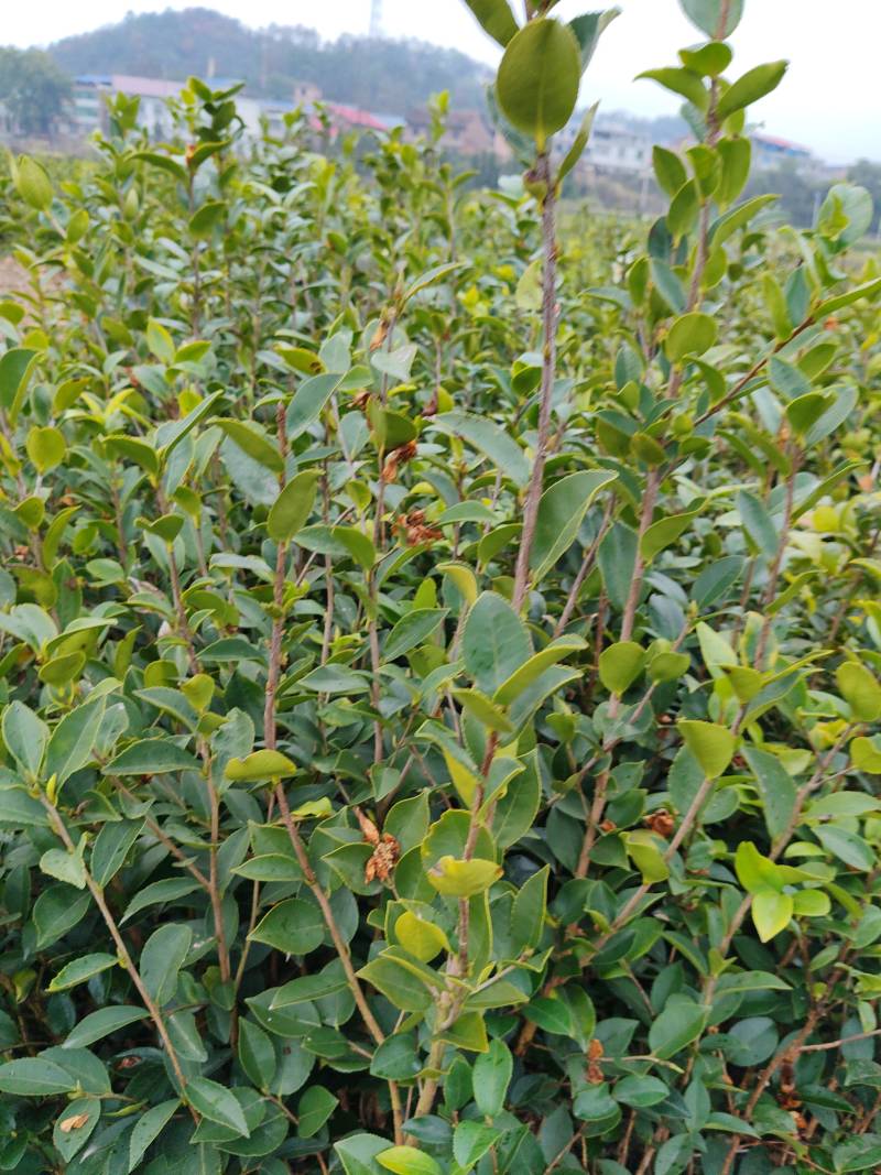 茶树苗一年实生裸根/2年生实生裸根/一年嫁接裸根/2年嫁