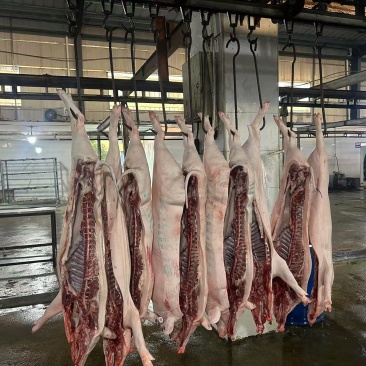 香猪肉带头带脚批发26元/斤；不带头带脚批发28元/斤；