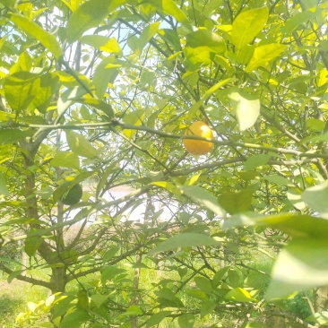 枸橘果果径3~10cm
