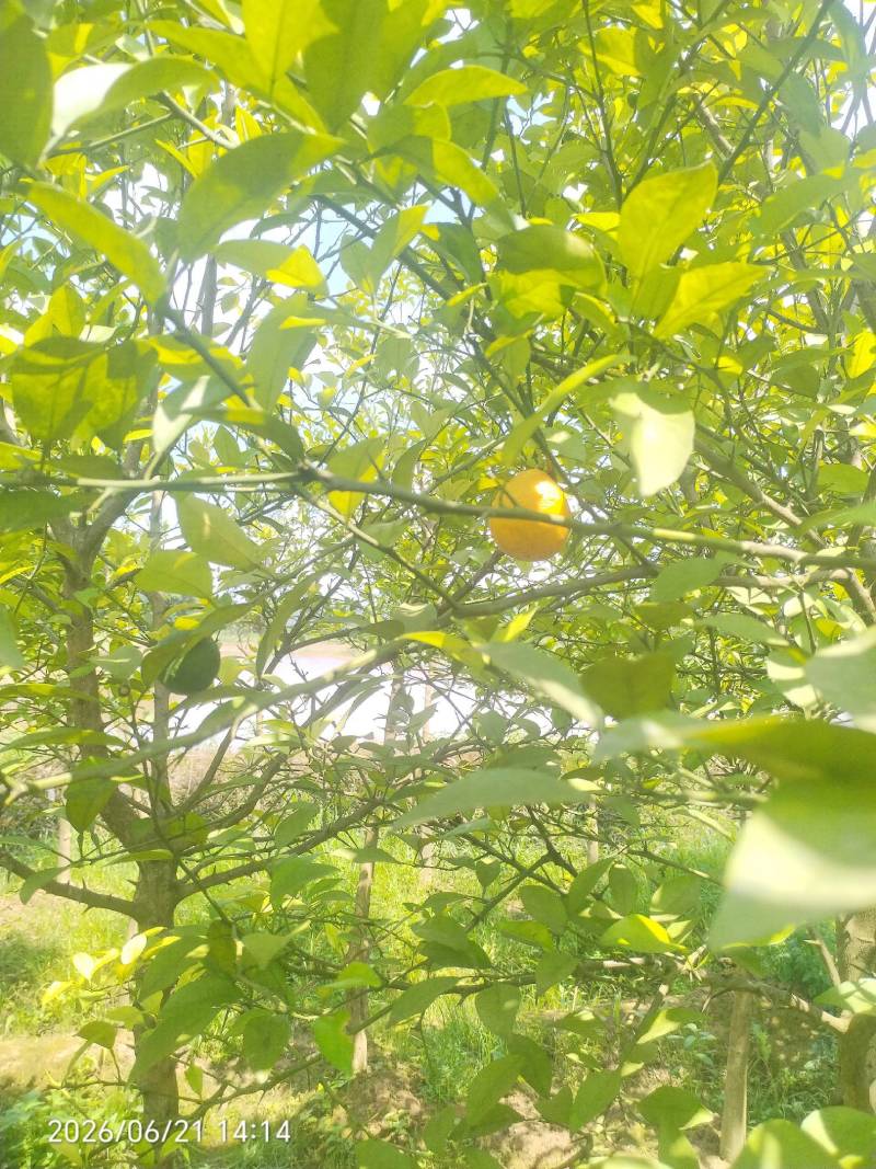 枸橘果果径3~10cm