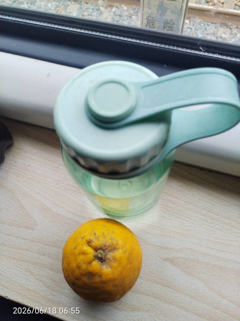 枸橘果果径3~10cm