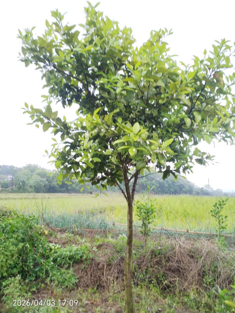 枸橘果果径3~10cm