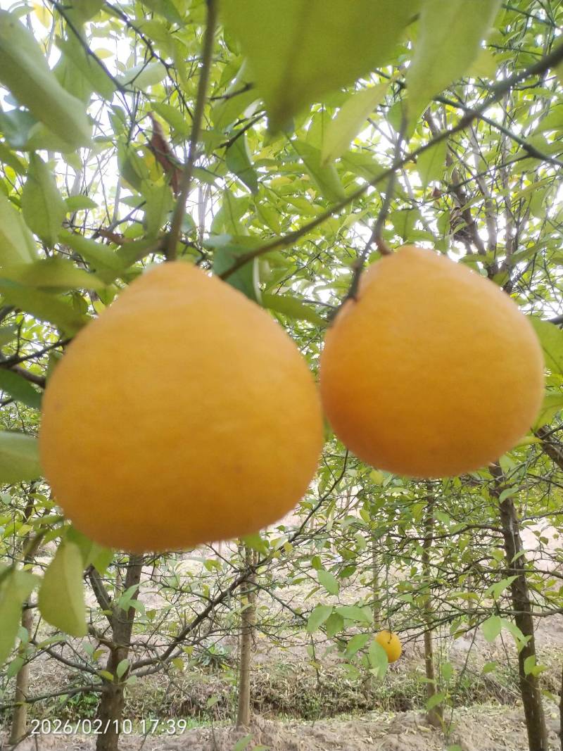 枸橘果果径3~10cm