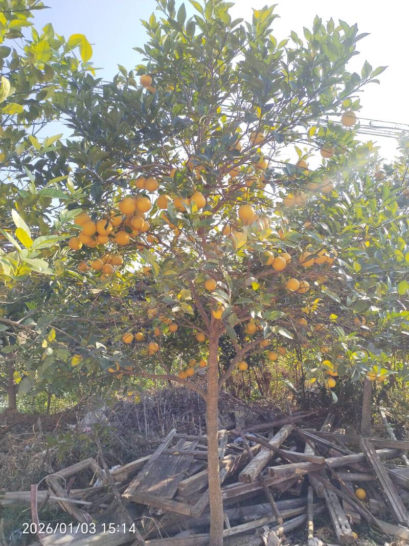 枸橘果果径3~10cm