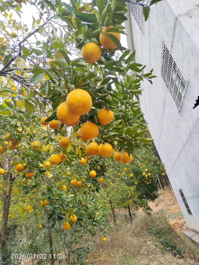 枸橘果果径3~10cm