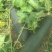 地冬瓜18斤起步