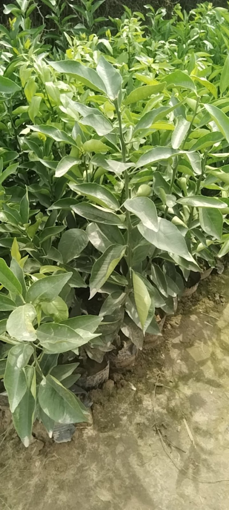 沃柑苗20公分起