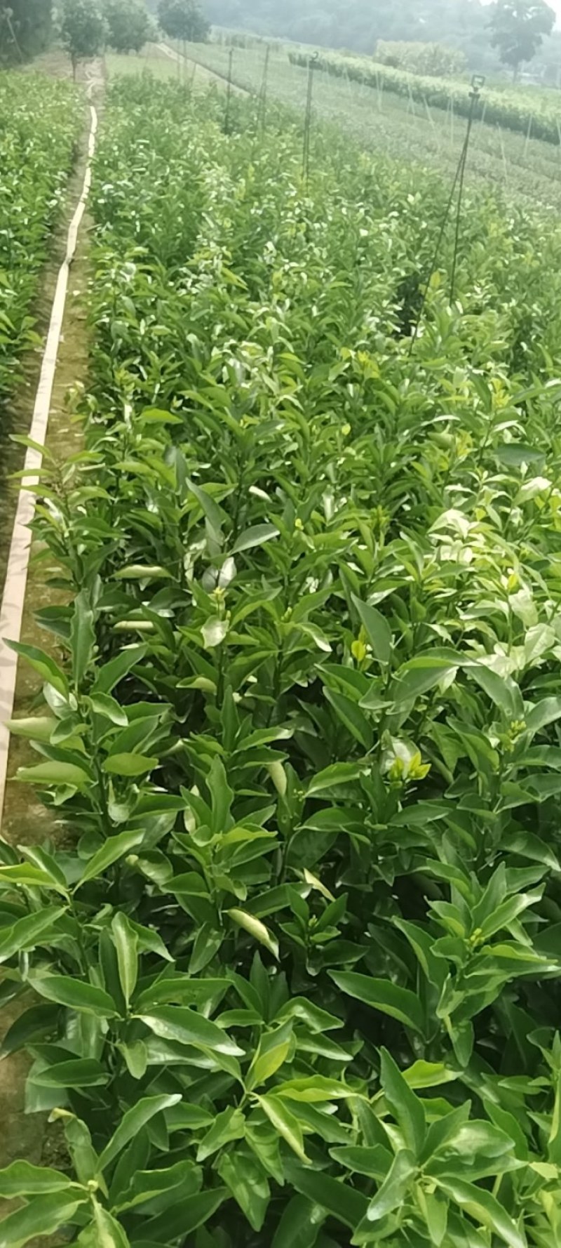 沃柑苗20公分起