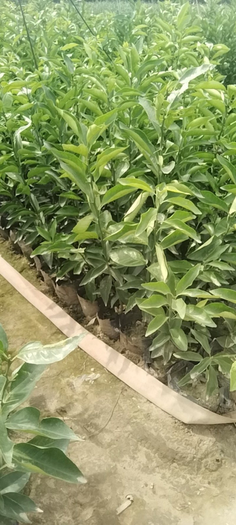 沃柑苗20公分起