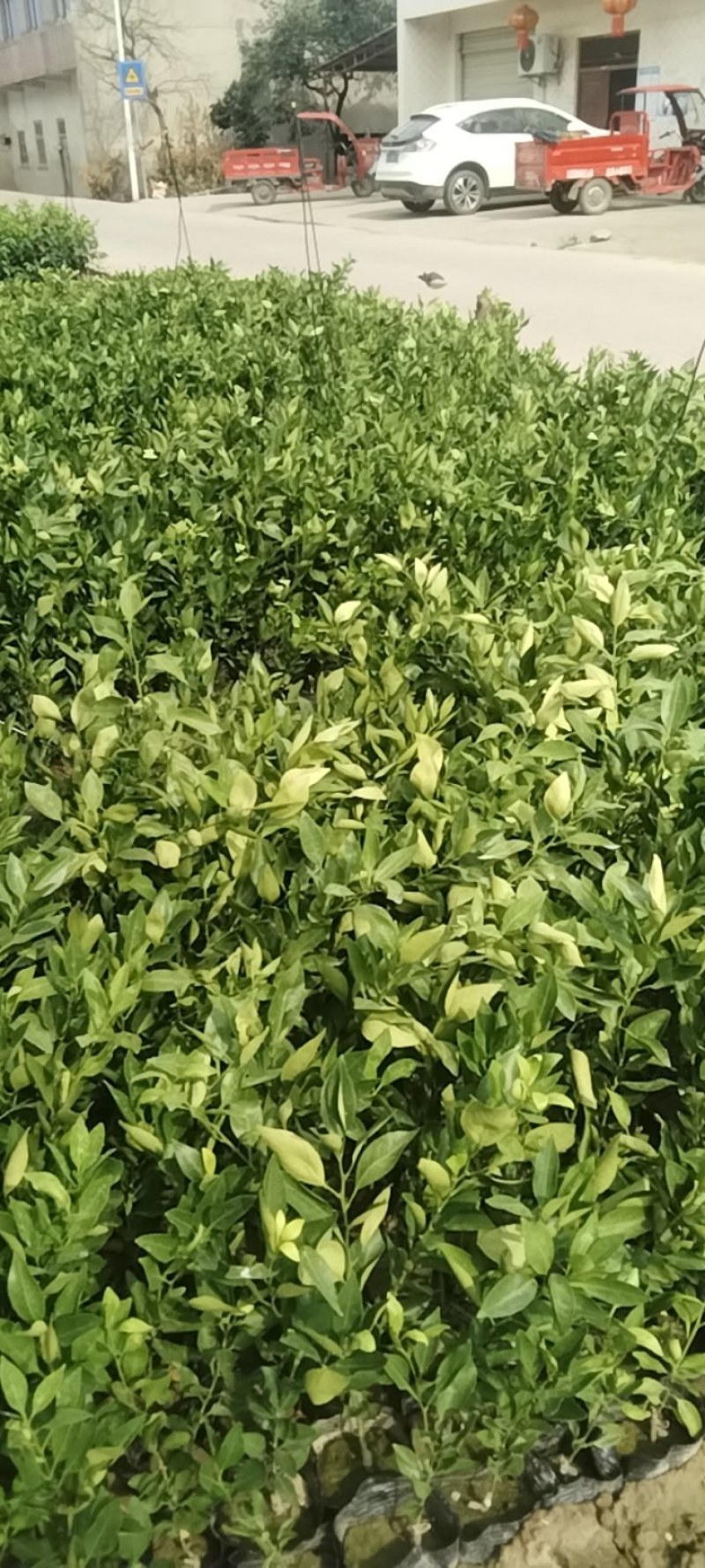 甘平柑橘苗20公分起