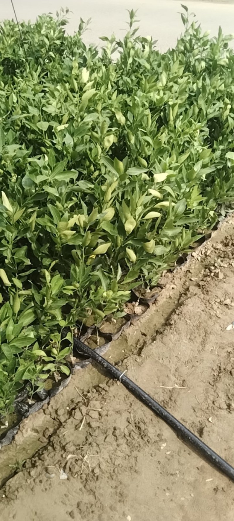 甘平柑橘苗20公分起