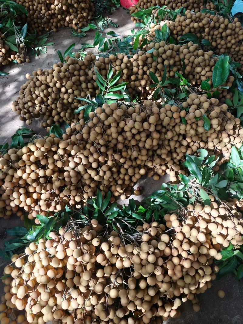 龙眼规格25