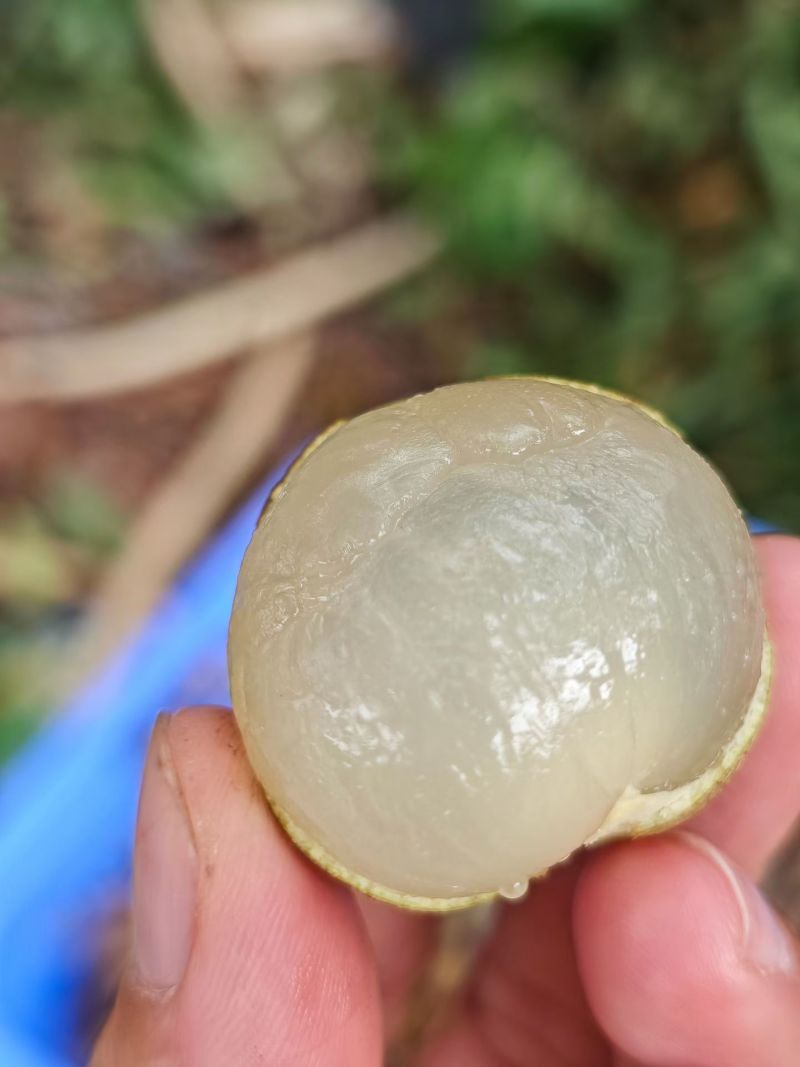 龙眼规格25