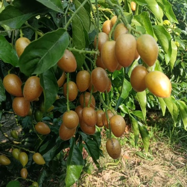 黄皮果