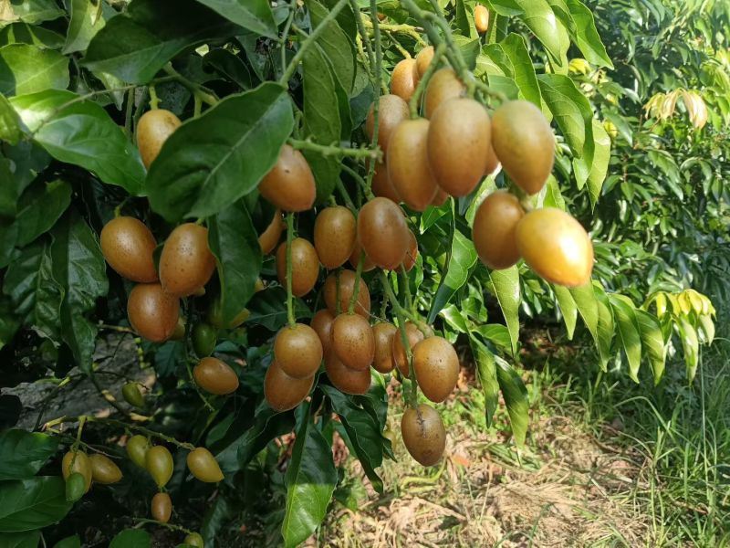 黄皮果
