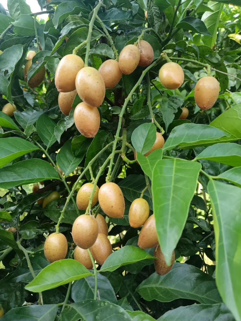黄皮果