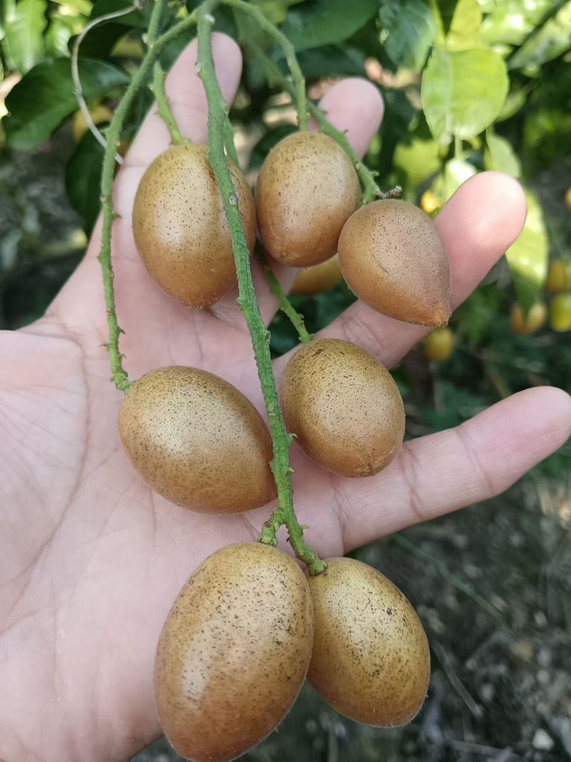 黄皮果
