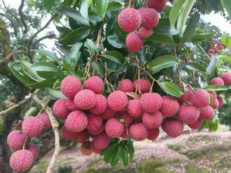 淮枝荔枝规格27左右果型大色香味俱全