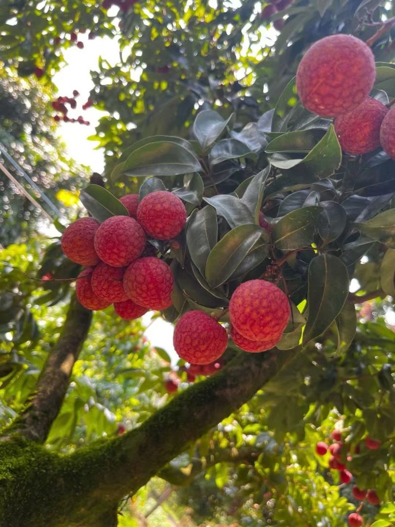 淮枝荔枝规格27左右果型大色香味俱全