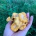 鸡油菌