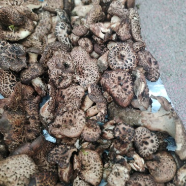 虎掌菌