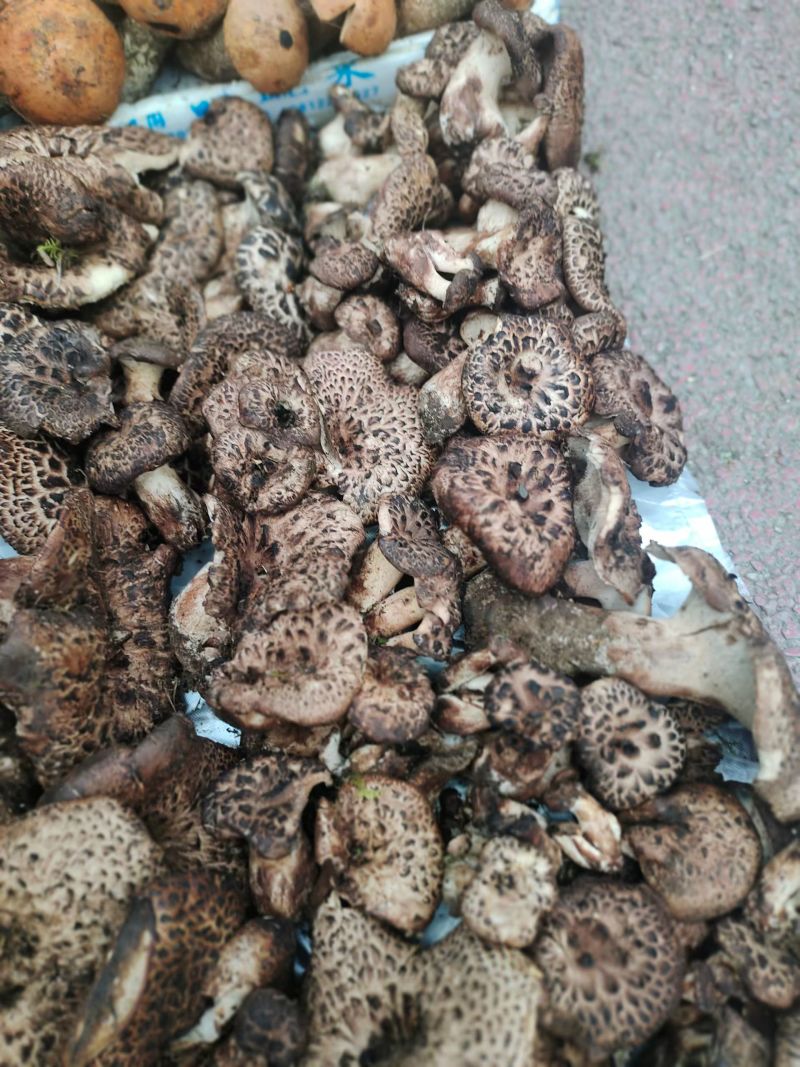 虎掌菌